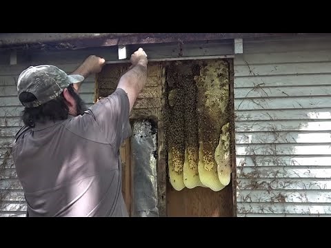 Beehive In Old Shed Wall