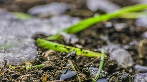Melting Snow / Melting Ice / Spring Water / Spring Time. Macro time-lapse shot of shiny melting snow particles turning into liquid water and unveiling green grass and leaves. HDR color corrected. Stock Video