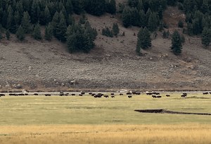 Hundreds Of Bison Stampede Through Yellowstone National Park