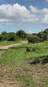 18K views · 197 reactions | Tanzania safari Embark on the ultimate...