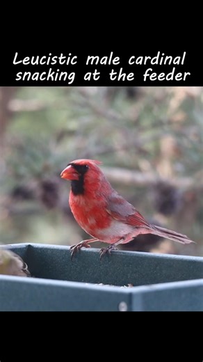 Little leucistic cardinal enjoying a little snack #birds #birdfeeder