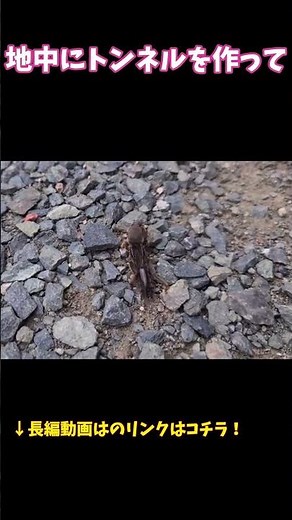 【衝撃】ケラの正体、地中のモグラすぎる虫だった #虫の教養図鑑 #昆虫