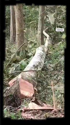 Cutting Down a Small Tree in the Forest