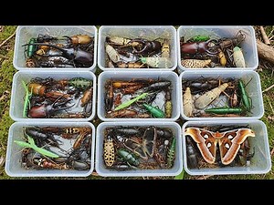 Catching Rare and Colorful Insects in the Forest | Hercules Beetle, Lanternfly, Mantis & More