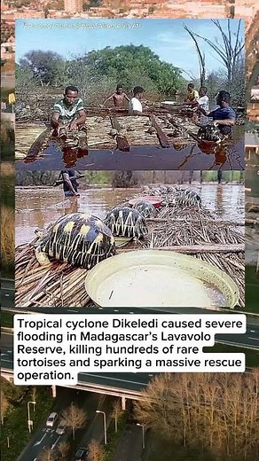 Massive Floods in Madagascar: 10,000 Rare Tortoises Rescued, 700 Dead 🌊🐢