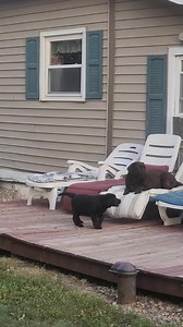 Black Rock Labrador Retrievers on Reels