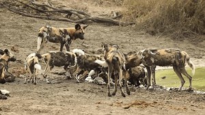 Nervous African Wild Dog Puppies Drinking Stock Footage Video (100% Royalty-free) 3434574609 | Shutterstock