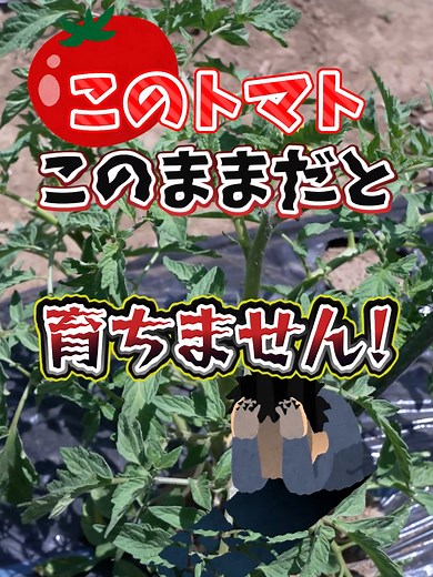 Tomato Pruning: Stop These Mistakes Before They Ruin Your Crop