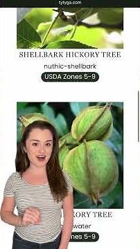 How to Water Hickory Trees | Soak, Plant & Hydrate for Long-Term Nut Harvests