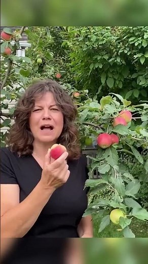How to Tell if my Apples are Ready for Picking