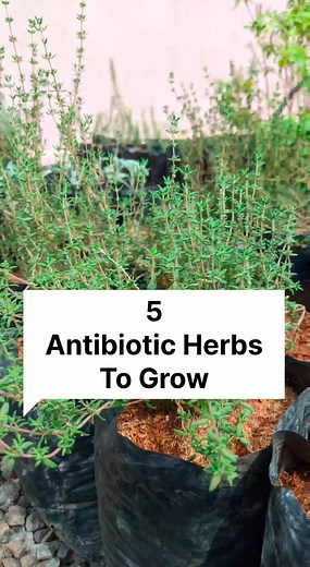 5 Antibiotic Herbs to grow. #naturalantibiotic #naturalantibiotics #natural #nancyherbsandwellness #naturalremedy #herbs #healingherbs #healingtiktok