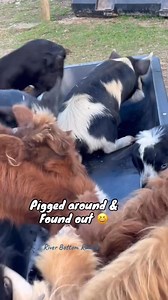 She decided to be a pig and got herself in a predicament afterwards. (She eventually got herself out & was perfectly fine) 😆😂 | River Bottom Ranch