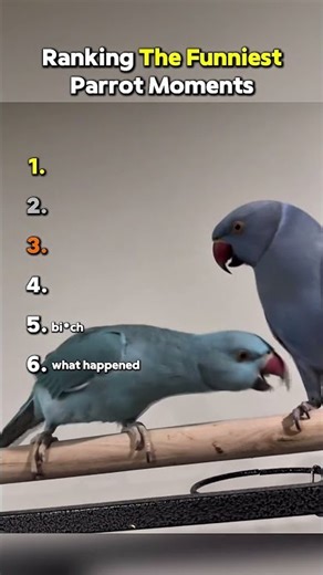 Ranking The Funniest Parrot Moments #funny #memes #parrot #shorts