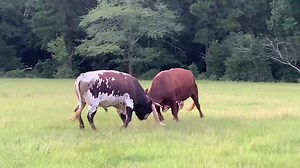 25M views · 335K reactions | Look what we finally got approved! Tex and Billy go round and round, and we guarentee this is pound for pound the most dramatic thing you'll see on the internet this week! | Ima Survivor Donkey and Farm Animal Sanctuary | Facebook