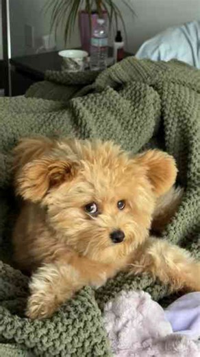 One look and this puppy will make you smile