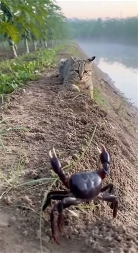 Cat Finds a Purple Monster Crab in the Field! Intense Showdown with the Crab King #cat #purplecrab