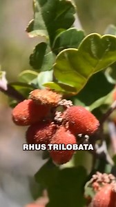 11K views · 155 reactions | How to survive on wild plants ️ #wildedibles #survivalfood #foraging #naturecooking #edibleplants #wildernesslife #primaldiet #outdooradventure #sustainableliving #bushcraft | Chad Zuber | Facebook