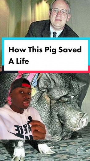 Reply to @scruffyfartface Hot take: pigs are smarter than cats and dogs but don’t have the pretty privilege points