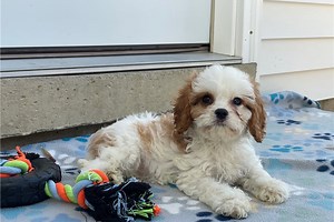 Debbie - Cavapoo Puppy EC444F