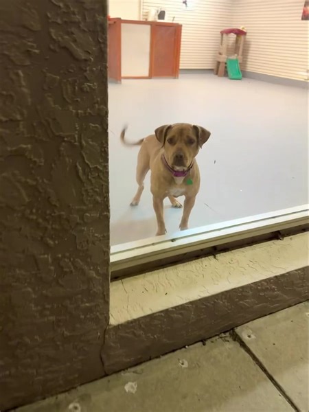 Darling Manuka Honey has waited so very patiently for a family and home of her own 🥺 She is the sweetest girl there ever was, so full of love for everyone she meets. She will keep you laughing with her crazy eyed zoomies and melt your heart with her snuggles. She loves to be near her people but isn’t under your feet. She’s house trained and crate trained but does great out of her crate as well. She will stay in a 4ft fence without issue! Learn more or apply to give this girl a home at https://b