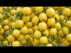 Golden Apple Tree Growing Process | From Planting to Harvest of Giant Yellow Apples