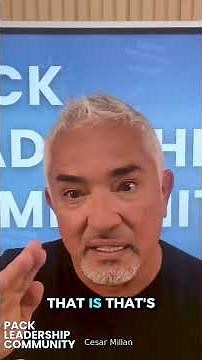 The Dogs Aren’t Broken Our Energy Is