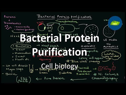 Bacterial Protein expression and Purification | Cell Biology | Basic Science Series
