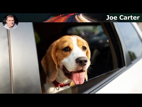 Essential Tips for Safe Dog Travel: Rules and Gear for a Clean Car Ride