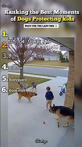 Best Moments of Dogs Protecting Owners... #moments #ranking #viral #dog