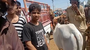 #cow #kids #cartoon #girls #love #loveyou #lovestory #lover #lovely