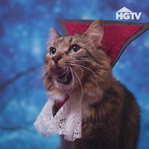 185K views · 690 reactions | Happy National Cat Day! Conjure purr-anormal activity with our cute kitty cat Halloween costumes.  15+ DIY pet Halloween costumes >> https://hg.tv/2pBtsCT 女 | HGTV | Facebook
