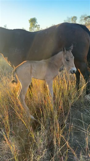 Massive buckskin colt born early this morning. Sire: Henrys Alchemist Dam: Rays Rebel. (Rey Dual) | DSD Performance Horses