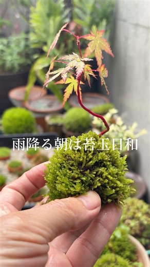 雨降る朝は苔玉日 #コケ #苔 #苔玉