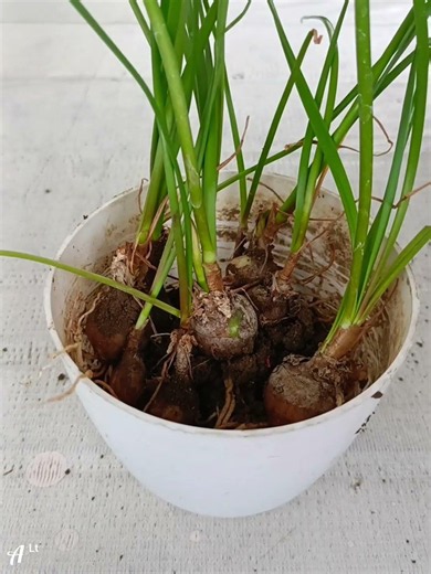 #Gardening Rain Lily Transplant