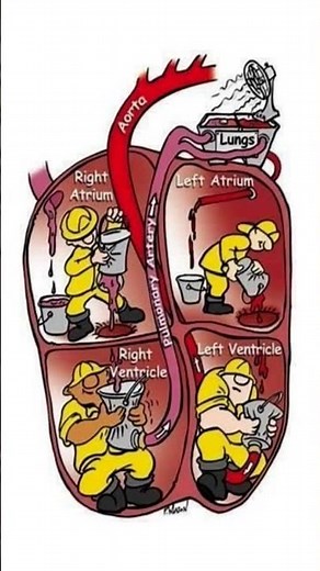 How the Heart Pumps Blood – A Fun Cartoon Explanation