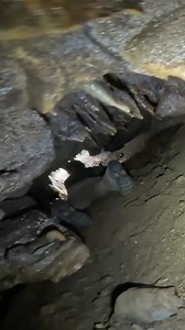 26K views · 342 reactions | Claustrophobic Cave Crawl | Action Adventure Twins | Facebook