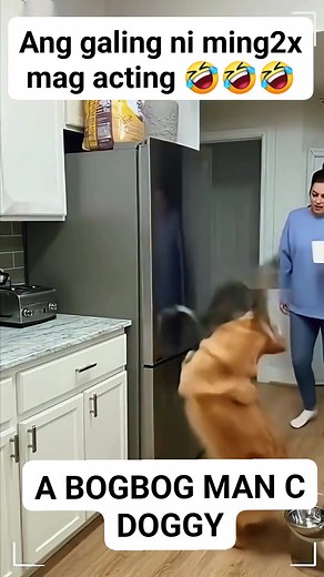 80K reactions · 8.8K shares | Hahaha best acting c ming2x wawa c doggy..藍藍藍 #highlightseveryone #reelsviralシ #highlights #highlightsシ゚ | Irish Go Agon | Facebook