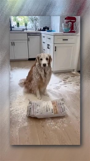 The Flour Incident - Golden Retriever Dogs | Puppi LovEr