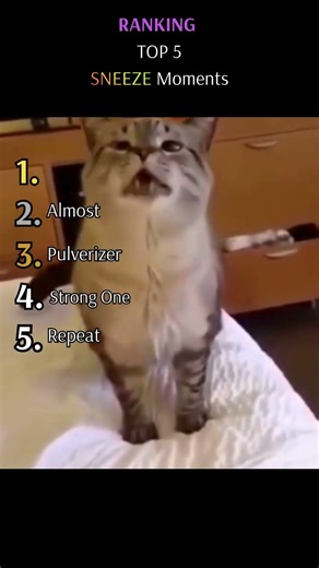 Ranking TOP 5 Sneeze Moments!