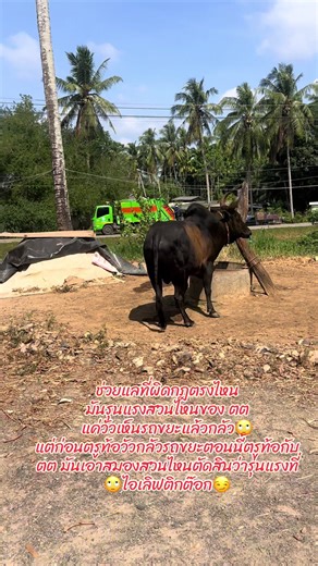 ไอเลิฟติกต๊อก💙#ต๊อก#ไม่ใช่การทารุนกรรมสัตว์❤🐂 #โหนดงามเพรชบุญมี #อ้ายเข้🐊 #ซอยทวดทอง