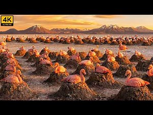 Flamingo Colony: 105 Days Survival in the Harsh Salt Flats | Wildlife Documentary | WBTV Official