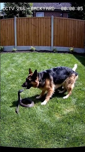 Adopt a Rescue Pet Today!