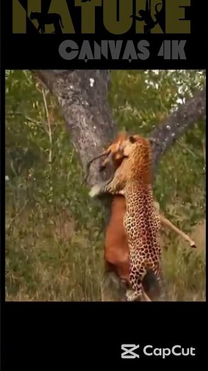 Top 5 Hunting Hacks Cheetahs Use to Catch Prey