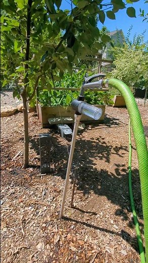 Heat Wave Fruit Drop? Try This Root Watering Hack