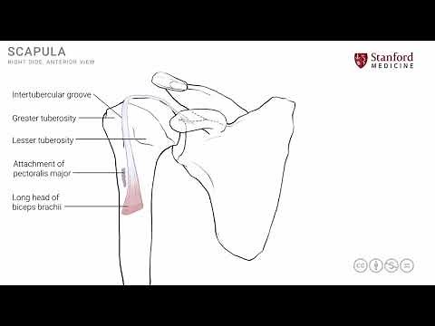 Shoulder Muscles - Anterior View