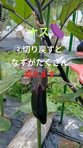 ②たったこれだけ収穫激増・簡単ナスの切り戻し剪定②！家庭菜園