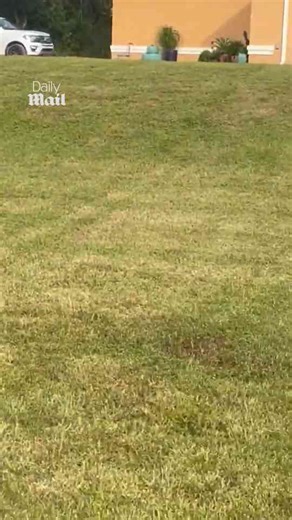 Emu and dogs chase each other in playful outdoor moment