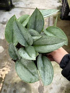 6” TREUBII MOONLIGHT Scindapsus Pot - Silver Leaf Foliage Houseplant - Rooted Plant - Stunning Home Decor - Etsy