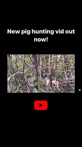 New pig hunting video out now! Link in bio for full video. We went out for a hunt with the dogs and they managed to pull us up a big boar. The Rossi got its first victim but we also had our hearts broken. Go check it out now! #pighuntingnz #huntingdogs #hogswithdogs #rossi | Clarke Boys Hunting NZ
