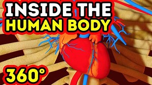 【360°全景组实验视频】你的身体内部发生了什么？